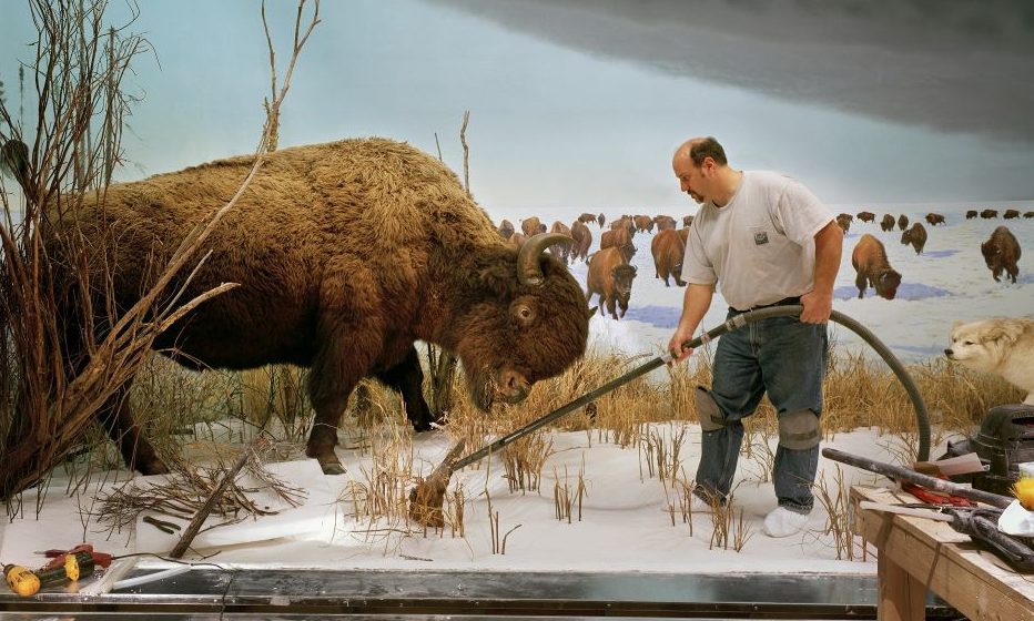 Мужчина и буйвол, фото Ричарда Бернса איש עם בופלו, צילום ריצ'רד ברנס